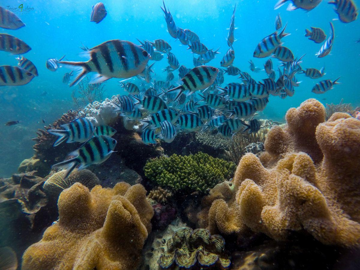 tour đi bộ dưới biển nha trang