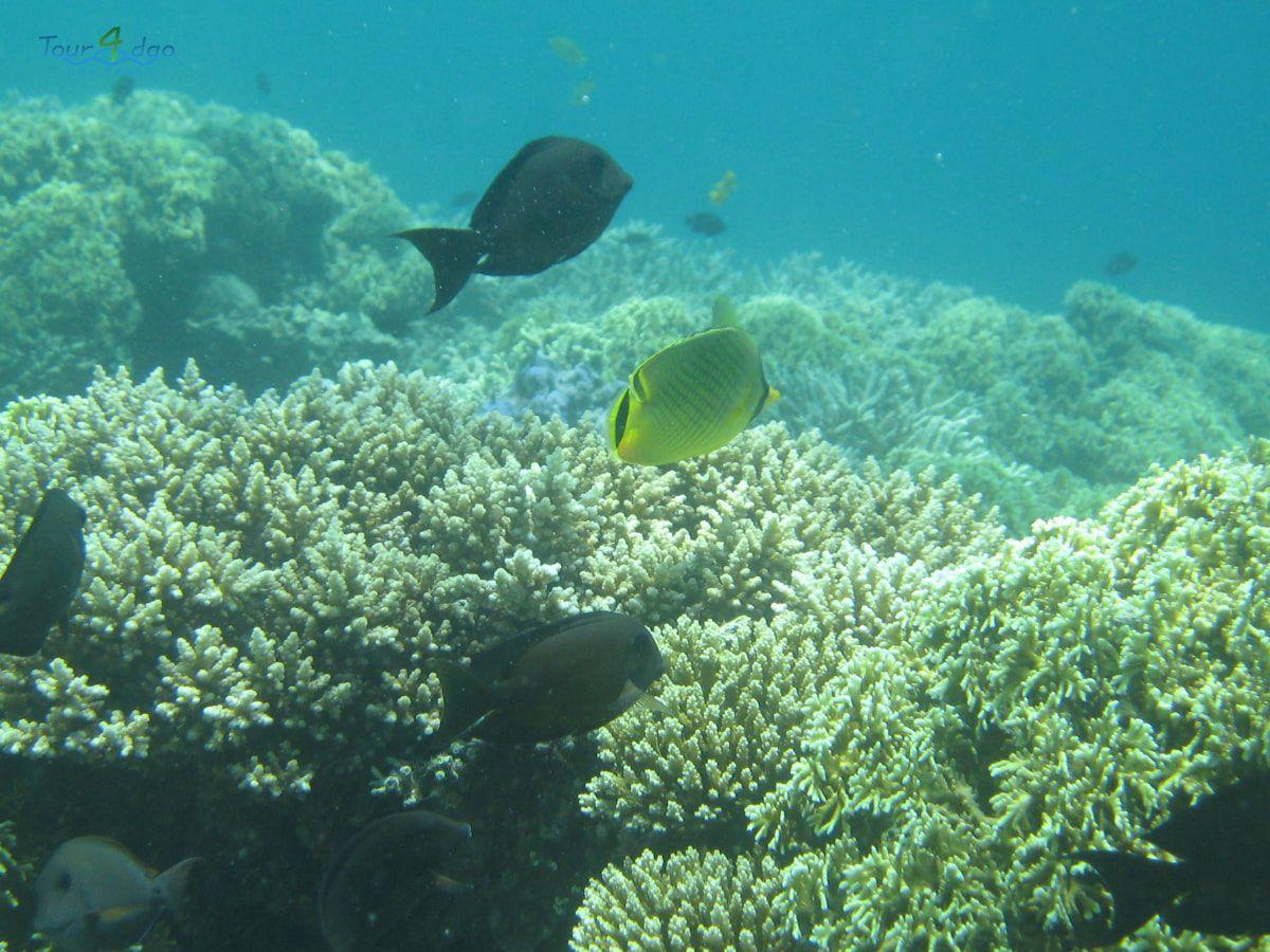 tour hòn mun nha trang